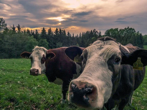 Curious Cow Sunset Fresh Green Meadow — Stockfoto
