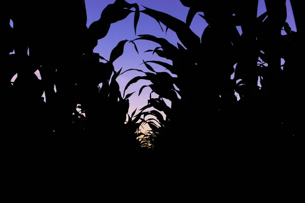 Regardant Vers Bas Une Rangée Une Silhouette Plants Maïs Crépuscule — Photo