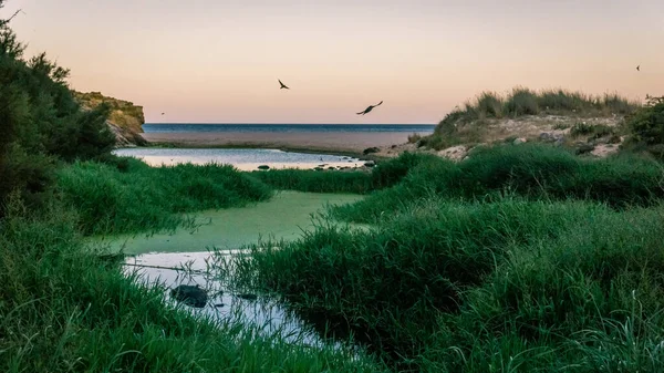 Крік Тече Зеленим Оазисом Пляжі Під Час Заходу Сонця — стокове фото