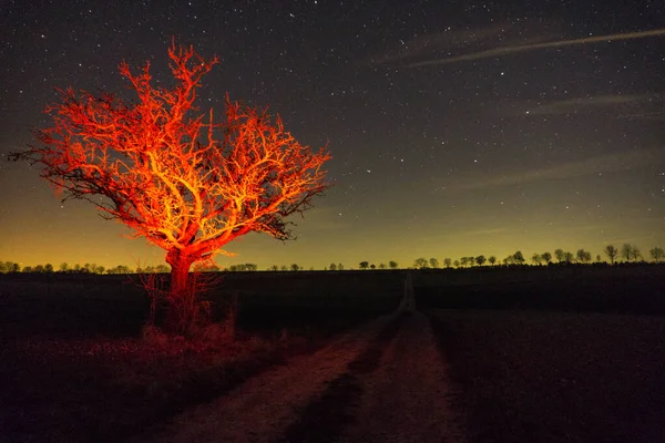 Naked Leafless Tree Illuminated Red Light Winter Night Road Fields — Stockfoto