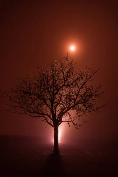Winter Tree Magical Red Atmosphere Fog Moon Shine — Foto de Stock