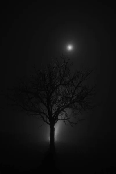 Arbre Hiver Dans Une Atmosphère Magique Avec Brouillard Lune Brillante — Photo