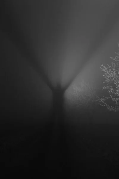 Shadow Man Rays Light Foggy Night — стоковое фото