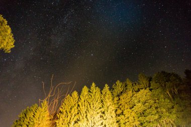 Summer night on a glade in a fir forest with illuminated tree and sparks from bonfire