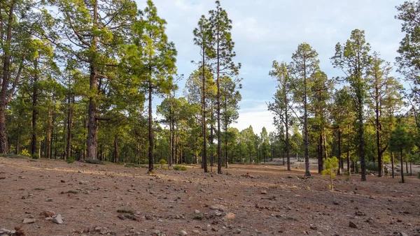 Campsite Corona Forestal Teide National Park Tenerife Canary Pine — Fotografia de Stock