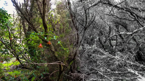 Leven Dood Symbool Afbeelding Van Tropische Bloem Bel Laurierbos Tenerife — Stockfoto