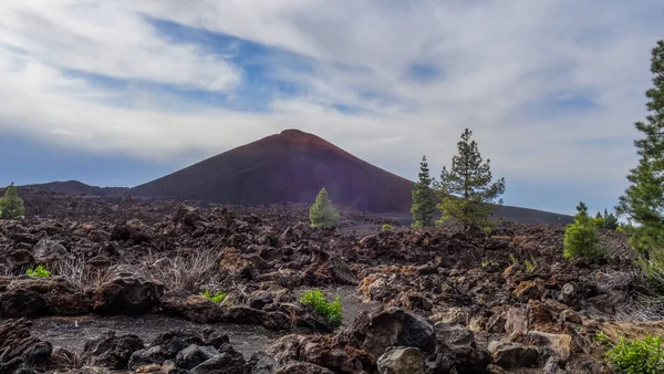 Arenas Negras Vulcanic Landscape Chinyero Black Lava Pine Trees Tenerife — Stock Photo, Image