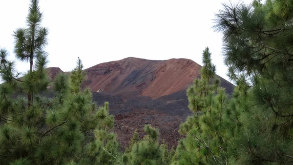 Arenas Negras Vulcanic Landscape Chinyero Black Lava Pine Trees Tenerife — Stockfoto