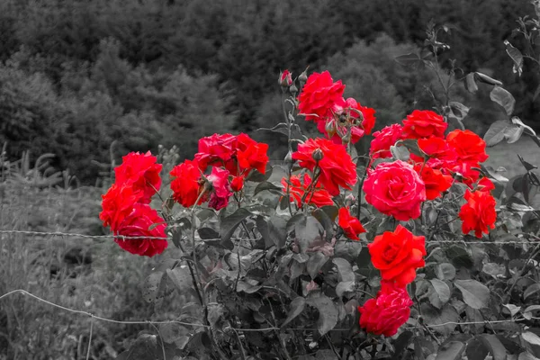 Wild Wachsende Rote Rosen Auf Einem Feld Mit Grauem Hintergrund — Stockfoto