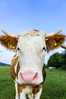 face of a curious cow on a green summer meadow