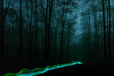 Blue and green lights moving in mysterious dark and foggy forest at night