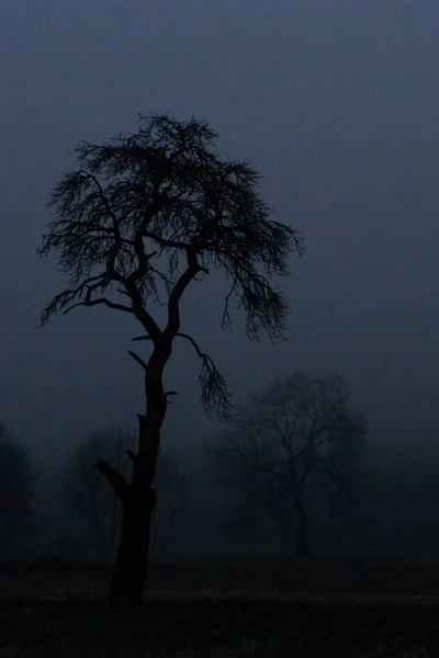 Sylwetka Gołego Drzewa Mglisty Ciemny Atmosferyczny Wieczór — Zdjęcie stockowe