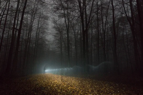 人在雾蒙蒙的冬夜森林中漫步的影子 — 图库照片
