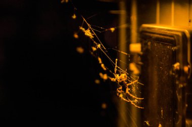 Aydınlatılmış örümcek gece ağda