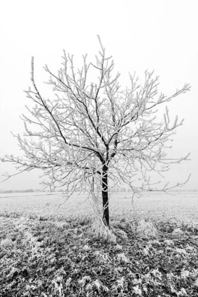 Zamrożone Drzewa Polu Zima — Zdjęcie stockowe