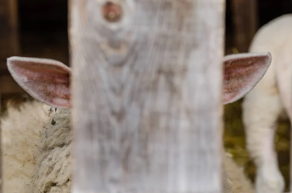 Owcze Uszy Drewnianą Deską — Zdjęcie stockowe