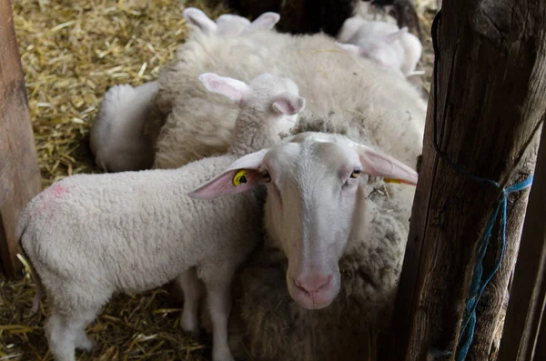 Moutons Avec Des Agneaux Regardant Dans Caméra — Photo