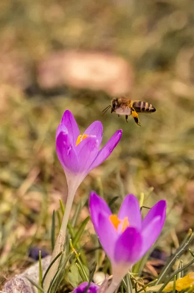 Včela Fialovými Květy Jaře — Stock fotografie