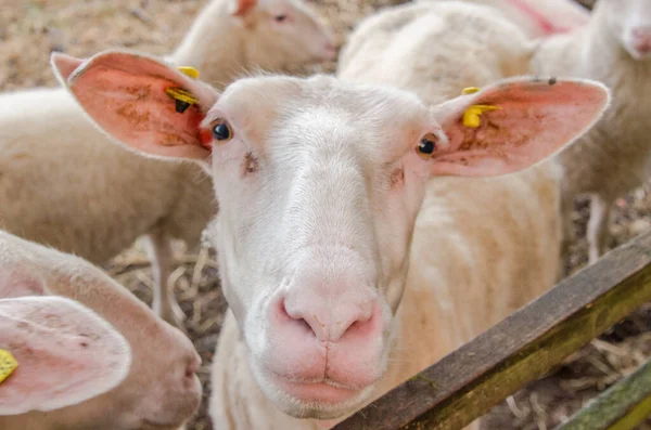 Visage Une Mère Mouton Printemps — Photo