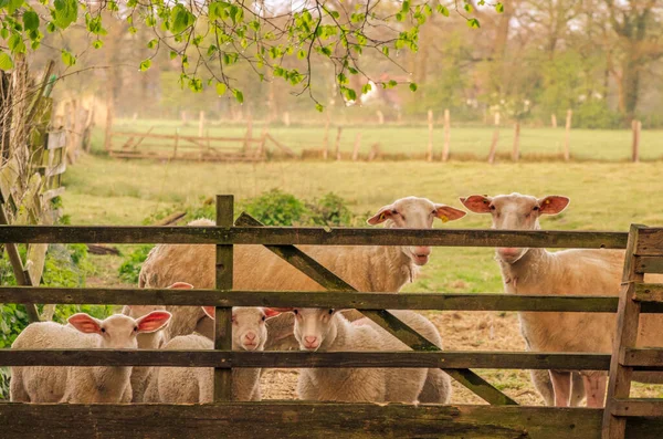 Troupeau Moutons Debout Derrière Une Porte Bois — Photo