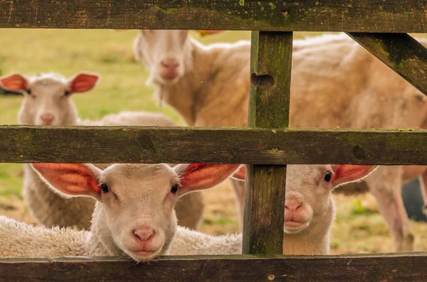 Neugierige Junge Lämmer Warten Hinter Holztor — Stockfoto