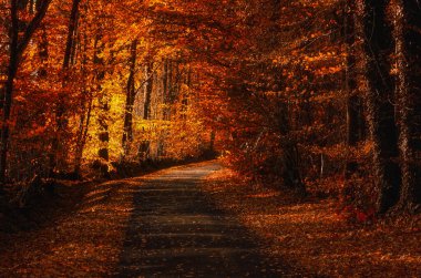 Turuncu sonbahar ormanı boyunca gün ışığında küçük bir yol.