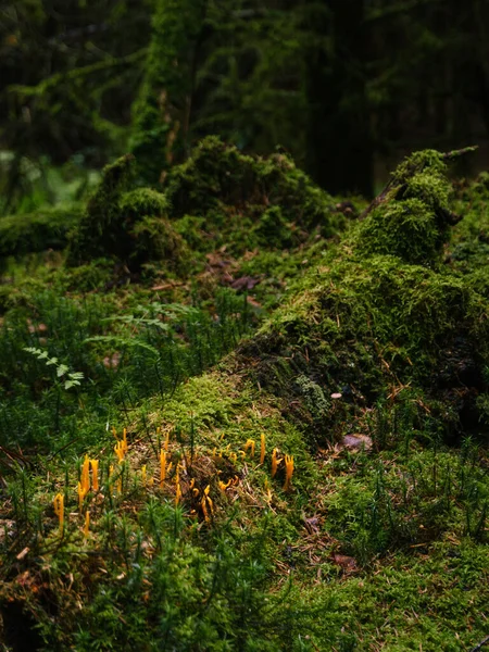 Orange Coral Mushroom Moss Grown Forest Ground — Stock Photo, Image