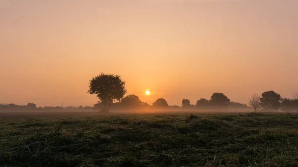 Sun Rises Fresh Mowed Meadow Tree Fog — Stock Photo, Image