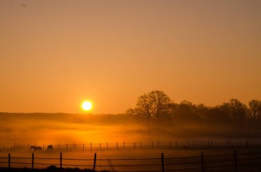 Puslu gün doğumu ön planda atlar ve çitlerle birlikte..