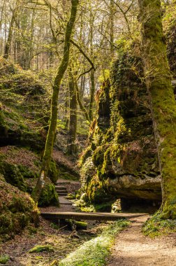 İlkbaharın başlarında Lüksemburg, Mullerthal 'da yeşil yosun ormanlarında yürüyüş yapmak.