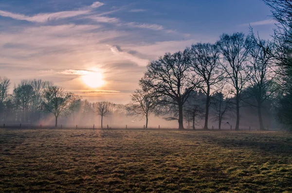 Grüne Wiese Umgeben Von Bäumen Mit Leichtem Nebel Bei Sonnenaufgang — Stockfoto