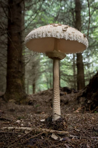 Detail of parasol mushroom on forest ground from low angle view in german forest