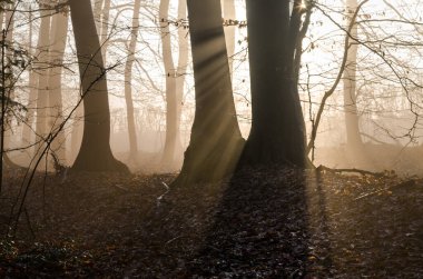 Sabah güneşi, kış ormanında parlıyor.