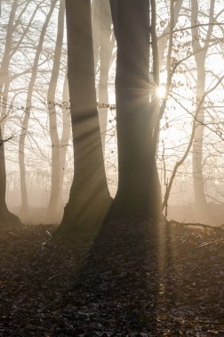 Sabah güneşi, kış ormanında parlıyor.