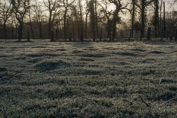 Lumière Matin Dorée Sur Pré Hiver Givré Foncé — Photo