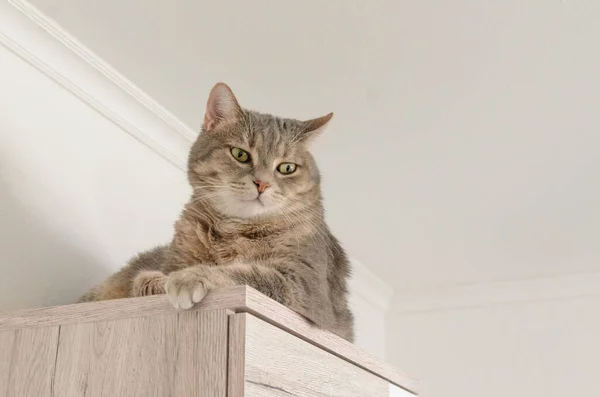 Portrait Cat Laying Cupboard — Stock Photo, Image