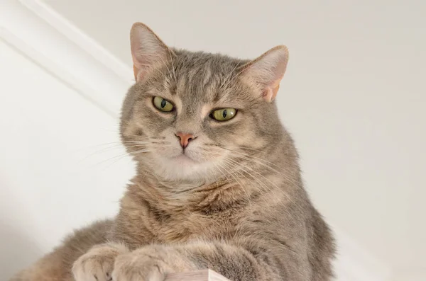 Retrato Gato Tendido Armario —  Fotos de Stock
