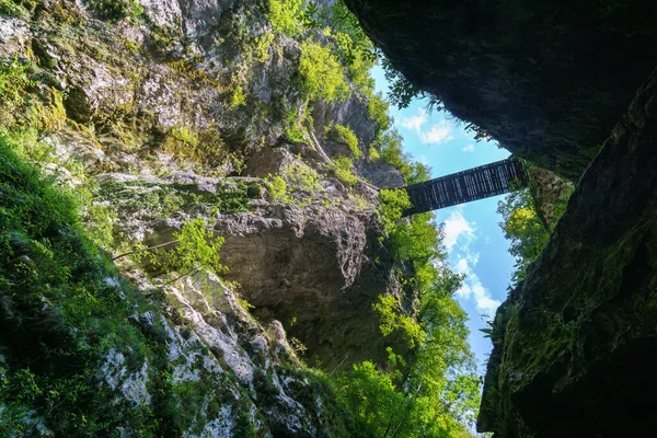 Looking Crevice Plants Bridge — Stock Photo, Image
