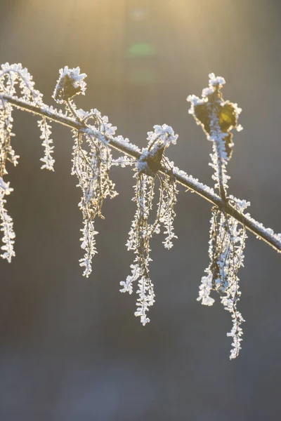 Kışın Altın Güneş Işığı Donmuş Dallara Düşüyor — Stok fotoğraf