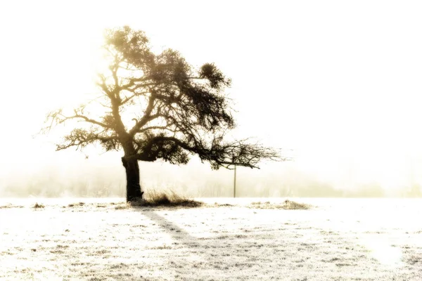 Silhouette Arbre Plein Soleil Hiver Avec Fond Surexposé — Photo