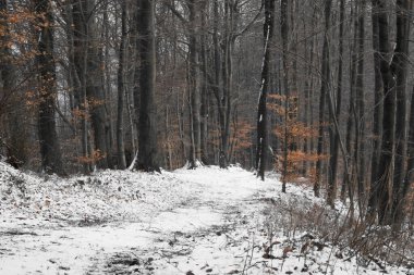 Karlı bir kış günü, Almanya 'da ağaçlarda portakal yaprakları olan bir orman.