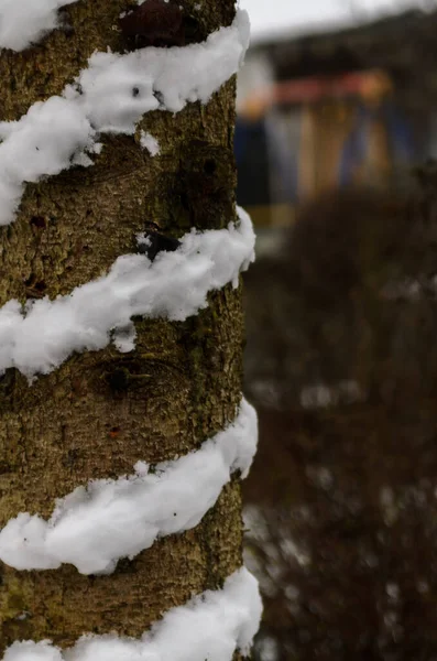 Arka Bahçedeki Kesik Bir Ağaç Gövdesinin Etrafında Kar Sarmalı — Stok fotoğraf