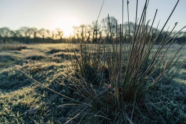 Детали замерзшей травы в золотом утреннем свете на зимнем лугу