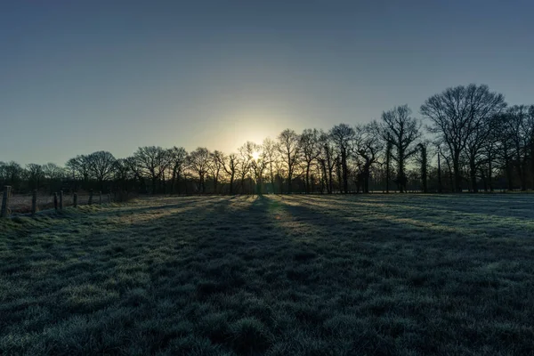 Lumière Matin Dorée Avec Ombres Arbres Sur Pré Hiver Givré — Photo