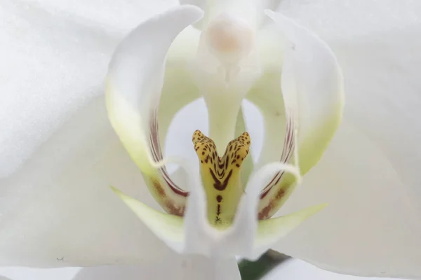 Egy Fehér Orchideavirág Szívének Közelsége — Stock Fotó