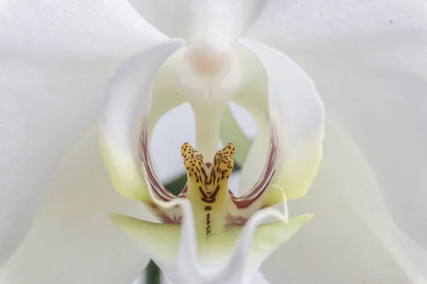 Egy Fehér Orchideavirág Szívének Közelsége — Stock Fotó