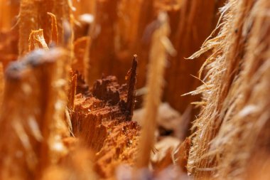 Kırık bir ağacın kıymığıyla dolu ahşap bir yüzeyin detaylı dokusu.