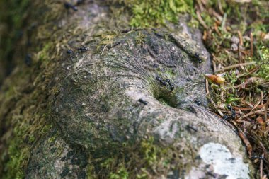 Ağaçların kökleri üzerinde koşan karıncalar ormandaki yosunlarla kaplıdır.