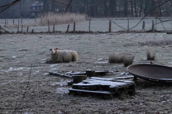 Weidende Schafe Liegen Auf Einer Frostbedeckten Winterwiese — Stockfoto