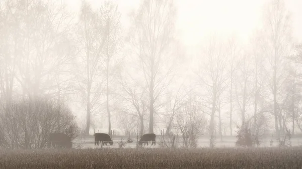 晨雾笼罩着牛群的牧场 — 图库照片